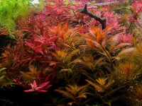 Снимка на Proserpinaca palustris